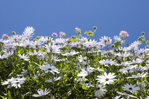 Custom flower arrangements available at Stepney Florist